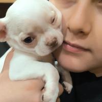 Cuccioli di Chihuahua