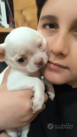 Cuccioli di Chihuahua