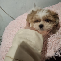 Cuccioli incrocio Shitzu Maltese