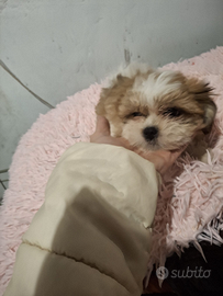 Cuccioli incrocio Shitzu Maltese