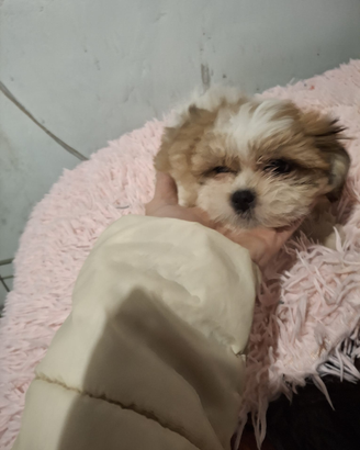 Cuccioli incrocio Shitzu Maltese
