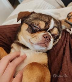 Chihuahua maschio per accoppiamento 