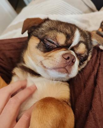 Chihuahua maschio per accoppiamento 
