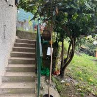 Albero di nespolo 2 mt