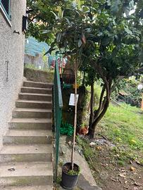 Albero di nespolo 2 mt