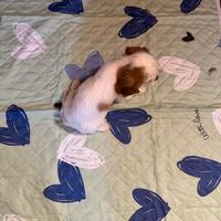 Maschietto Cavalier King con Pedigree Enci