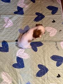 Maschietto Cavalier King con Pedigree Enci