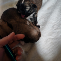 Cuccioli shih tzu