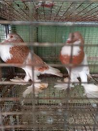 Gozzuti di Pomerania