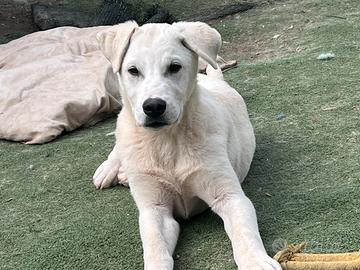 Quattro mesi, in canile