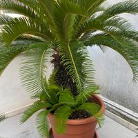 Cycas pianta