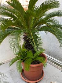 Cycas pianta