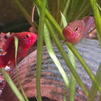 Hemichromis lifalili - pesci gioiello coppia