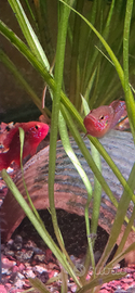 Hemichromis lifalili - pesci gioiello coppia