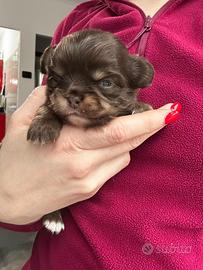 Cucciolo chihuahua chocolate tan