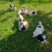 Disponibili cuccioli Springer Spaniel Tartufo