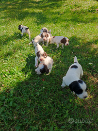 Disponibili cuccioli Springer Spaniel Tartufo
