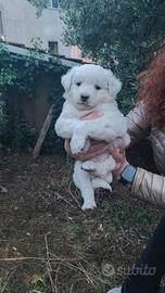 Cuccioli di cane