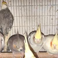 Calopsite di 1 anno mix