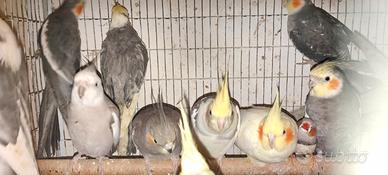 Calopsite di 1 anno mix