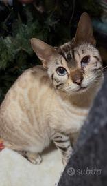 Gattina bengala snow