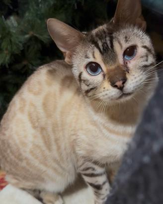 Gattina bengala snow