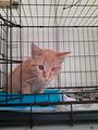 Saracino, gatto rosso ipovedente di 3 anni