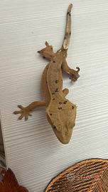 Geco ciliatus