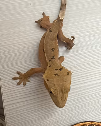 Geco ciliatus