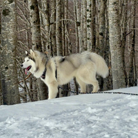 Husky siberiano disponibile per monta gratuita