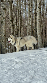 Husky siberiano disponibile per monta gratuita