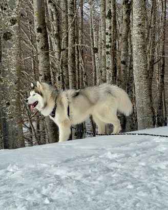 Husky siberiano disponibile per monta gratuita