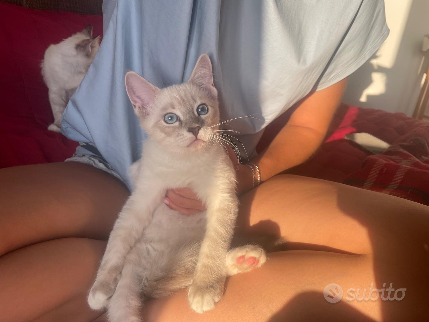 Gatto ragdoll