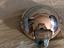 Immagine 5