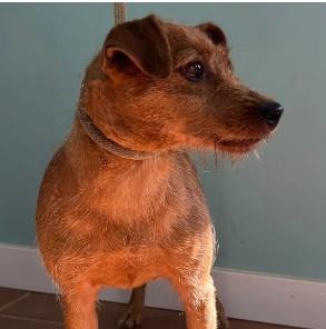 Femmina podenco
