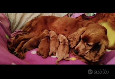 Cocker spaniel fulvo