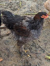 Gallo Brhama gigante Blu