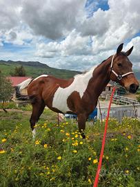 Paint horse