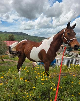 Paint horse