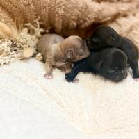 Chihuahua pelo lungo femmine