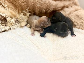 Chihuahua pelo lungo femmine