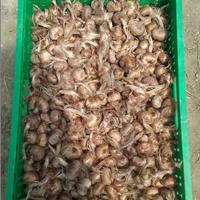 Bulbo da produzione zafferano