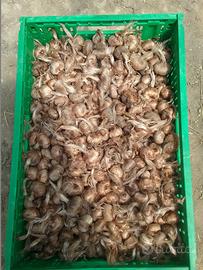 Bulbo da produzione zafferano