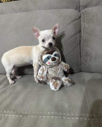 Chihuahua