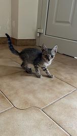 Gatto