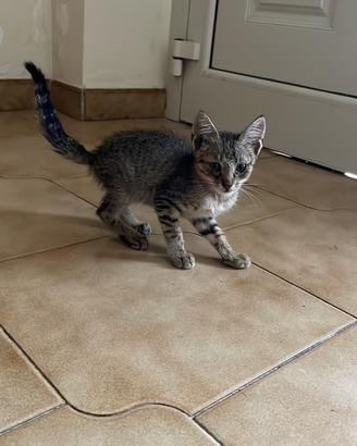 Gatto
