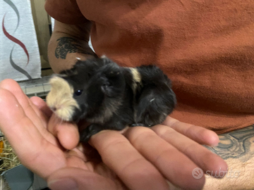 Cavie peruviane, porcellini d'india