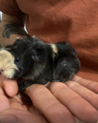 Cavie peruviane, porcellini d'india