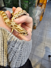 Heterodon nasicus