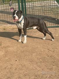 Amstaff con pedigree disponibile per monta